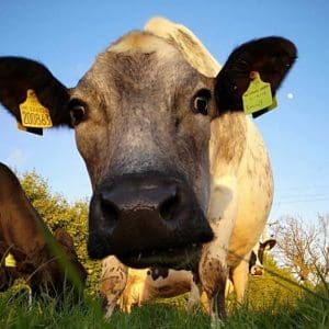 SunriseFarmandDairyContactHeader