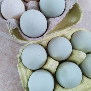 SunriseFarmandDairyEggsSqu