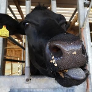 SunriseFarmandDairyHerd4Squjpg